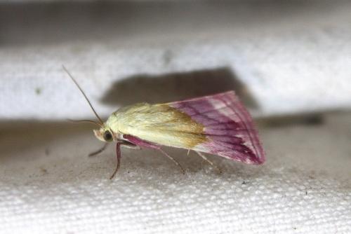 Eublemma purpurina